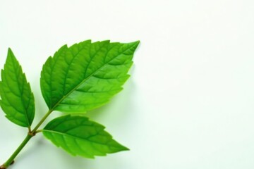 Delicate green leaf isolated on white background, nature, plant