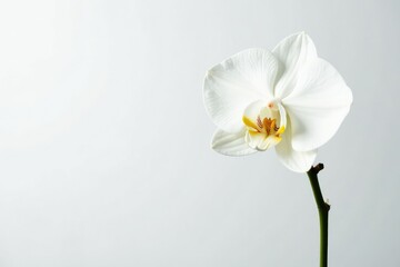 Delicate white orchid blossom against pure white backdrop, summer, petal, delicate
