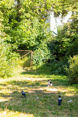 Black and white cat sits on grass near metal gate with two crows nearby.
