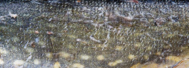 Closeup of northern pike scales. Detailed scale texture and pattern of a freshly caught fish skin.
