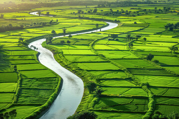 A lush green farming landscape with irrigation canals flowing through rice paddies in the countryside