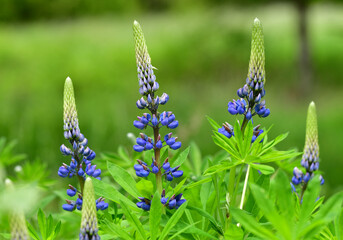 Blaue Lupine