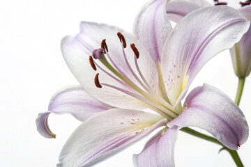 Naklejka premium White-purple Lily. Lily flowers closeup. Flowers isolated on white background (1)