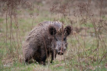 Versteckspiel im Wald – Wildschwein entdeckt dich