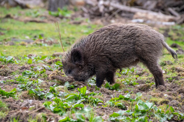 Naklejka premium Sus scrofa in Aktion – Jungtier durchwühlt den Waldboden