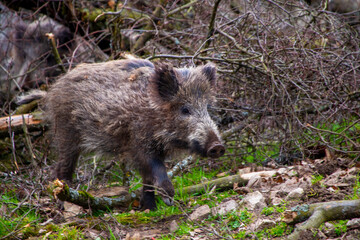 Wildschwein im Unterholz &ndash; Tierbeobachtung in freier Natur