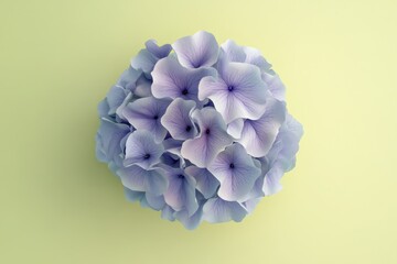 Obraz premium Light purple hydrangea blossoms on a pale yellow background.