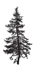 silhouette of big old spruce isolated on white