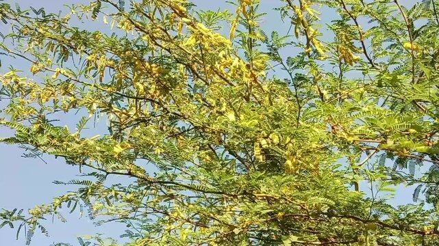prosopis juliflora flower or flower of the Mesquite.Mesquite flower pattern background	
