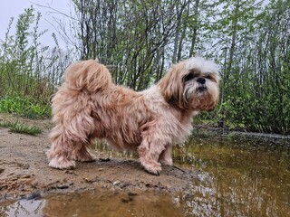 shih tzu dog by the lake in summer 