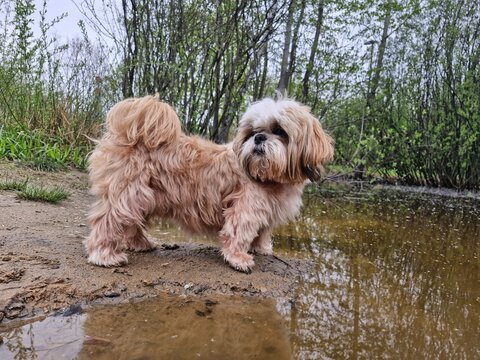 shih tzu dog by the lake in summer 