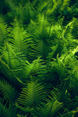 Young green fern in forest.