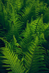 Young green fern in forest.