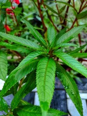 cannabis plant in the forest