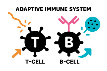 Illustration of adaptive immune system highlighting T-cells and B-cells in a modern vector style