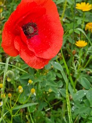  Closeup of one red poppy flower with lush green foliage as a backdrop intentionally offset in the...