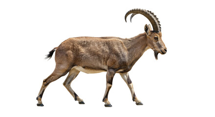 Obraz premium Graceful Nubian Ibex Walking Side View, Tail Raised - Isolated High-Res Wildlife Photography
