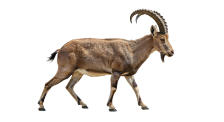 Graceful Nubian Ibex Walking Side View, Tail Raised - Isolated High-Res Wildlife Photography