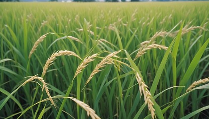 Close-up of a lush green paddy field with ripening rice grains ready to harvest