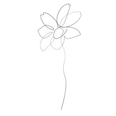 Single Blooming Flower Line Drawing Illustration