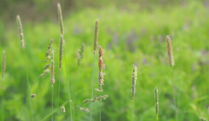 Spikelets of wild grasses and ears herbs on summer meadow as natural green background
