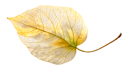 a delicate yellow leaf with subtle green veins, isolated on transparent background