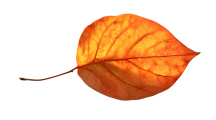 a bright orange leaf casting a soft shadow, isolated on transparent background