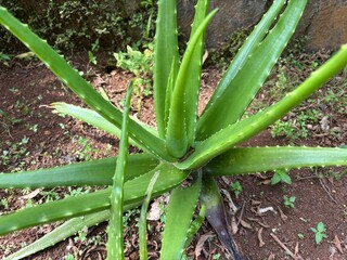 Healthy Green Aloe Vera Plant Growing Outdoors