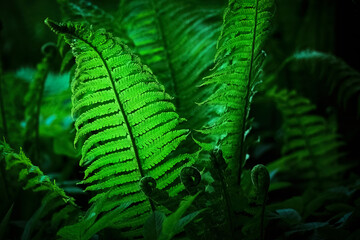 Midsummer Day background. Lush Green Ferns. Symbol of Litha, Ligo night. sacred plant.