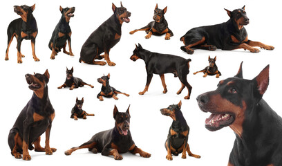 Adorable Dobermann dog on white background, collage