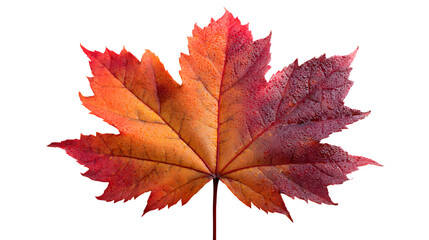Fototapeta premium a colorful maple leaf turning from red to brown, isolated on transparent background