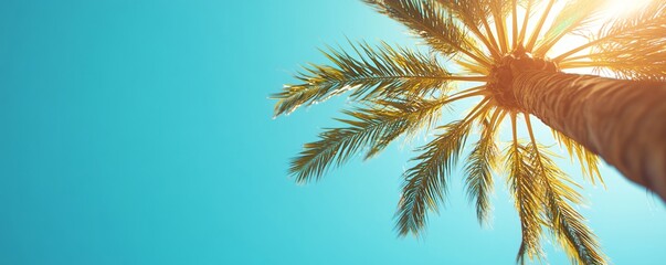 Palm fronds spreading wide, illuminated by bright sunlight against vivid azure sky backdrop
