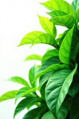 Leafy greens isolated on white background with natural light filtering through, nature, botanical, foliage