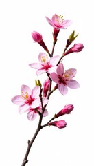Several isolated branches of a flowering shrub on white background, shrub, blossom