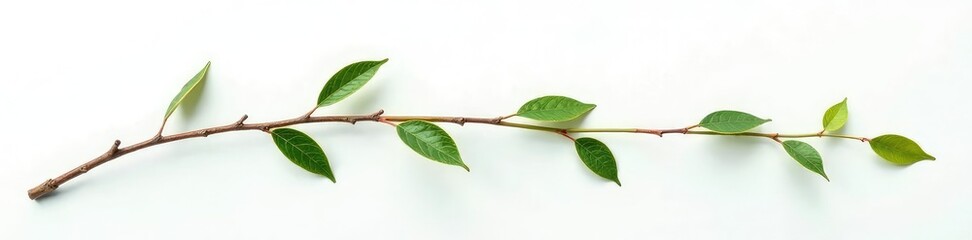 Single isolated willow branch on a white backdrop with subtle texture, branch, single