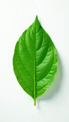 Single leaf with veins against white background, green, leaf shape