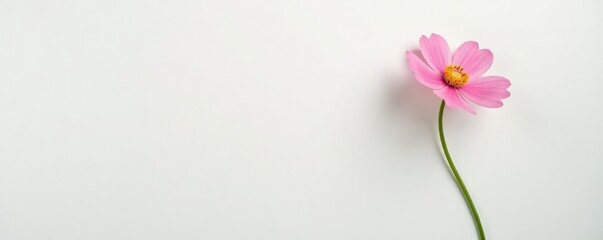 Naklejka premium Single stem flower on white background with soft focus, white, background