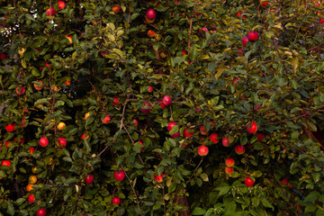 Lush apple tree loaded with ripe red fruit in early autumn