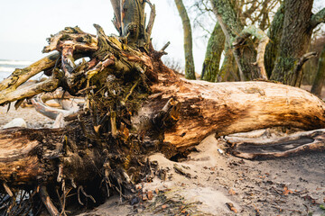 Tree Roots Exposed on Sandy Beach Near Water During Early Morning Light in a Serene Natural Setting