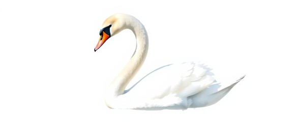 Naklejka premium A graceful white swan, depicted in watercolor style, is isolated against a clean white background, offering ample negative space, blank, simple