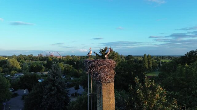 Wittenberg - Ein Storch im Nest