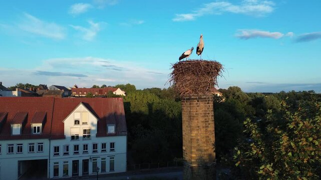 Wittenberg - St&ouml;rche in der Stadt