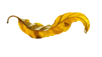 a dry curled yellow leaf casting long shadow, isolated on white background