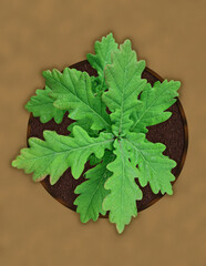 A baby oak tree in a plant pot closeup