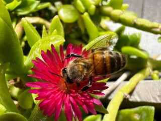 Bee collecting nectar from a flower © Farid