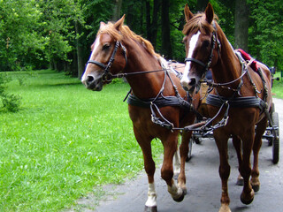 Two brown horses pulling a carriage along a forest path on a bright summer day