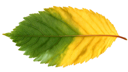 a long vertical leaf turning from green to yellow, isolated on transparent background