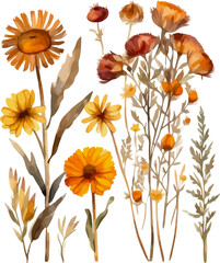Beautiful detailed autumn wildflower set featuring watercolor dried daisies with warm fall tones - vector illustration