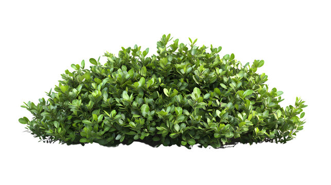 Scandent Shrub Isolated on Transparent Background for Botanical Designs and Nature Concepts