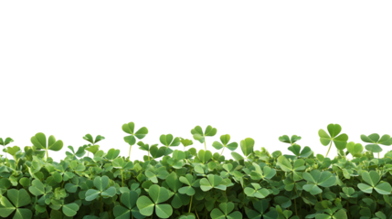 Clover Field for St. Patrick's Day Isolated on Transparent Background